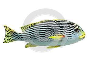 Plectorhinchus lineatus