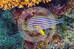 Plectorhinchus vittatus the yellow indian ocean oriental sweetlips fish in colorful underwater coral reef. marine animal wildlife