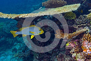 Plectorhinchus vittatus the yellow indian ocean oriental sweetlips fish in colorful underwater coral reef. marine animal wildlife