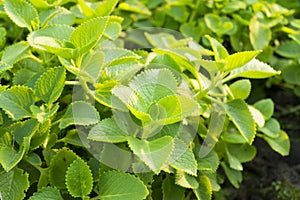 Plectranthus amboinicus Lour. Spreng plants.