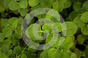 Plectranthus amboinicus