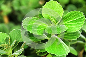 Plectranthus Amboinicus plant in the garden