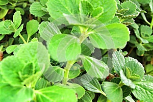 Plectranthus Amboinicus plant in the garden