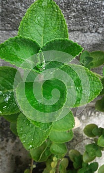 Plectranthus amboinicus plant photo