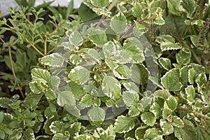 Plectranthus coleoides close up