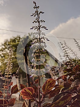 Plectranthus ernstii