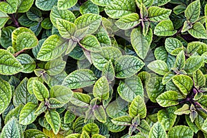 Plectranthus forsteri photo