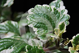 Plectranthus forsteri