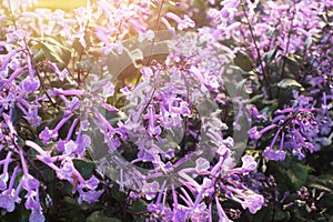 Plectranthus Mona Lavender flowers