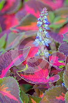 Plectranthus scutellarioides