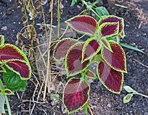 Plectranthus scutellarioides