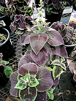 Plectranthus scutellarioides `Balcovino`, Vino Coleus