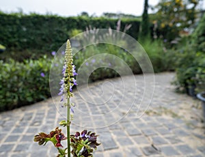 Plectranthus scutellarioides, beautiful purple flower stalks