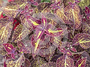 Plectranthus scutellarioides or coleus