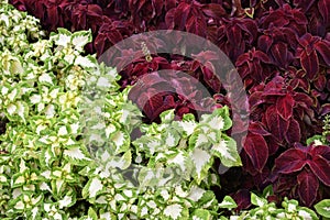 Plectranthus scutellarioides / Coleus Blumei