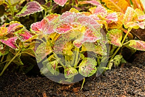 Plectranthus scutellarioides Coleus in the garden