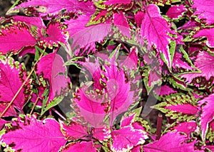 Plectranthus scutellarioides, Coleus, Painted Nettles