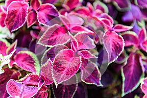 Plectranthus scutellarioides commonly