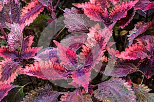 Plectranthus scutellarioides commonly
