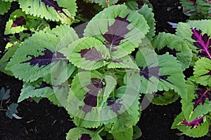 Plectranthus scutellarioides flame nettle