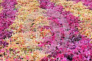 Plectranthus scutellarioides on flowerbed