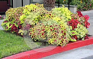 Plectranthus scutellarioides, group of cultivars photo