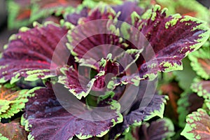 Plectranthus scutellarioides 'Kong Red'