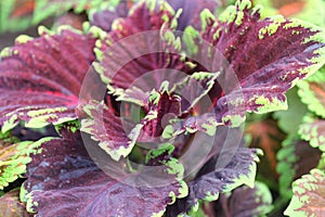 Plectranthus scutellarioides 'Kong Red'