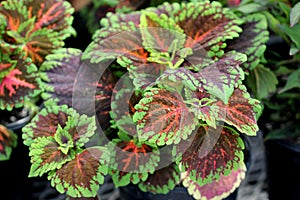 Plectranthus scutellarioides 'Kong Salmon Pink