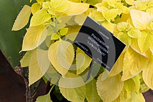 Plectranthus scutellarioides , lemon dash, compact low growing cultivar with golden green broad leaves.