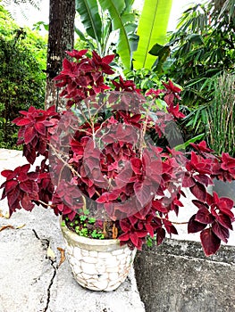 Plectranthus scutellarioides in a pot