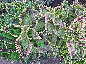 Plectranthus scutellarioides or Coleus