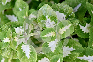 Plectranthus scutellarioides 'Wizard Jade'