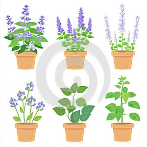 Plectranthus (spur-flower) Pot Plant Icon Set, Plectranthus Plant Flat Design, Abstract Spur-Flower Symbols photo