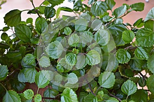 Plectranthus verticillatus, fresh green leaves