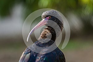 Plegadis chihi bird in nature