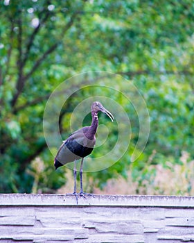 The Plegadis falcinellus bird on the fence.