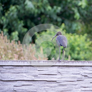 The Plegadis falcinellus bird. (Threskiornithidae).