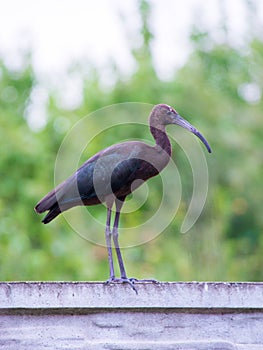 The Plegadis falcinellus bird. (Threskiornithidae).