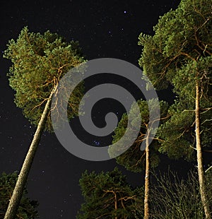 Pleiades open star cluster on night sky over green forest