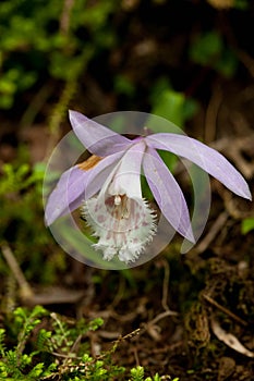 Pleione formosana