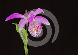 Pleione formosana