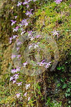 Pleione formosana blossom in Alishan National Forest Recreation Area