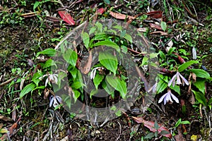 Pleione formosana population