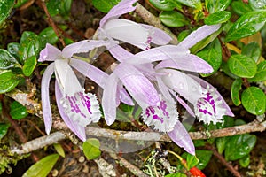 Pleione praecox, rare natural orchid in high mountain