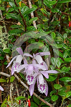 Pleione praecox, rare natural orchid in high mountain photo