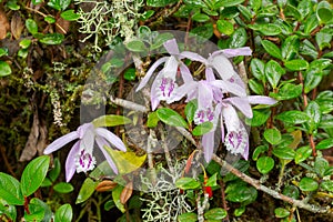 Pleione praecox, rare natural orchid in high mountain
