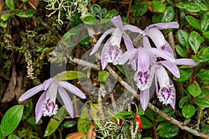 Pleione praecox, rare natural orchid in high mountain