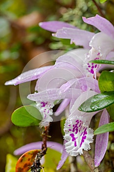 Pleione praecox, rare natural orchid in high mountain