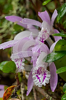 Pleione praecox, rare natural orchid in high mountain